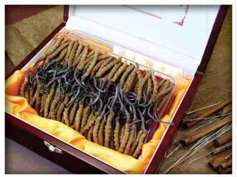 福安冬虫夏草回收